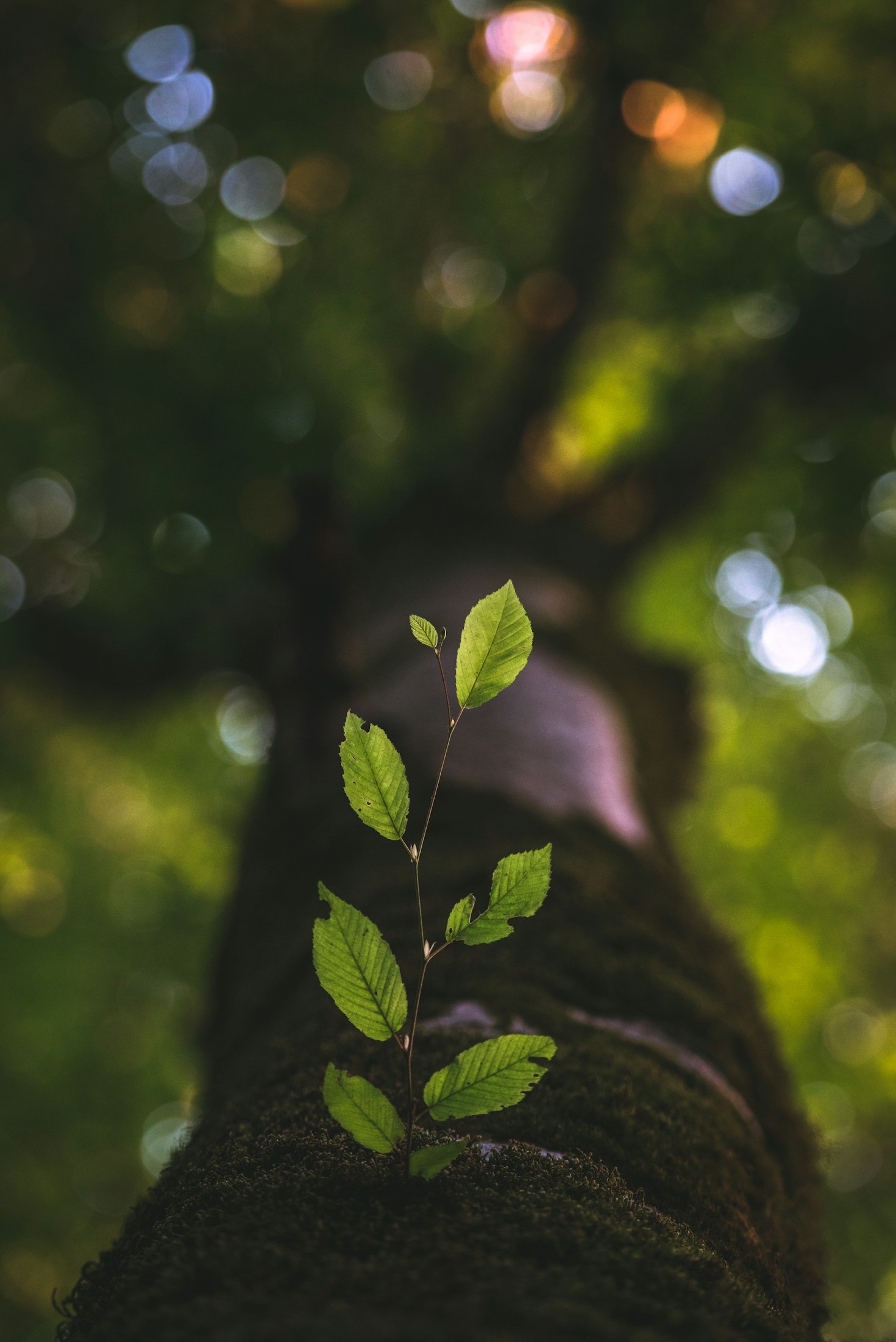 Developing a Mindset for Success